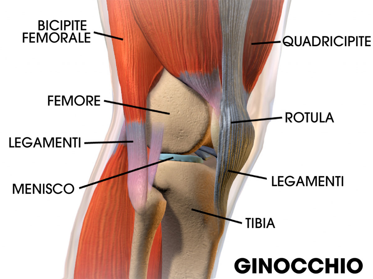 anatomia ginocchio artrosi artrite patologie